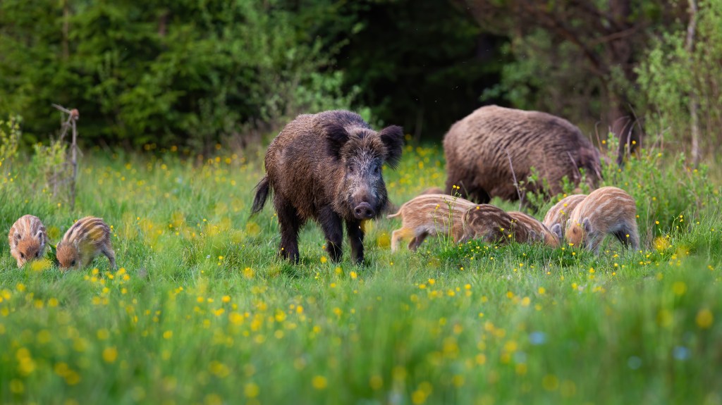 Le sanglier de garrigue : l’animal qui divise la Provence