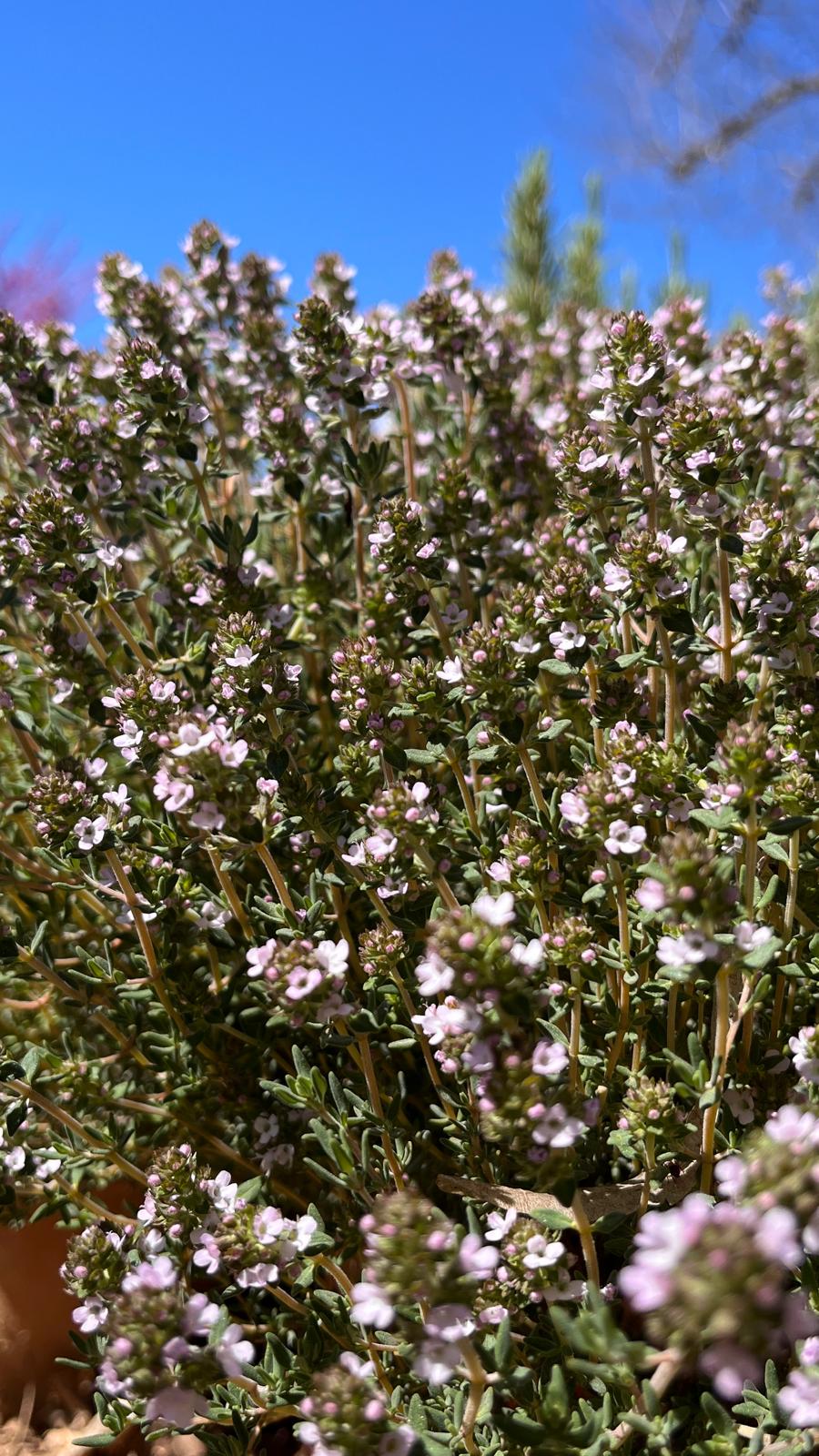 Le thym sauvage de garrigue : la plante que tout le monde connaît et que personne ne connaît vraiment